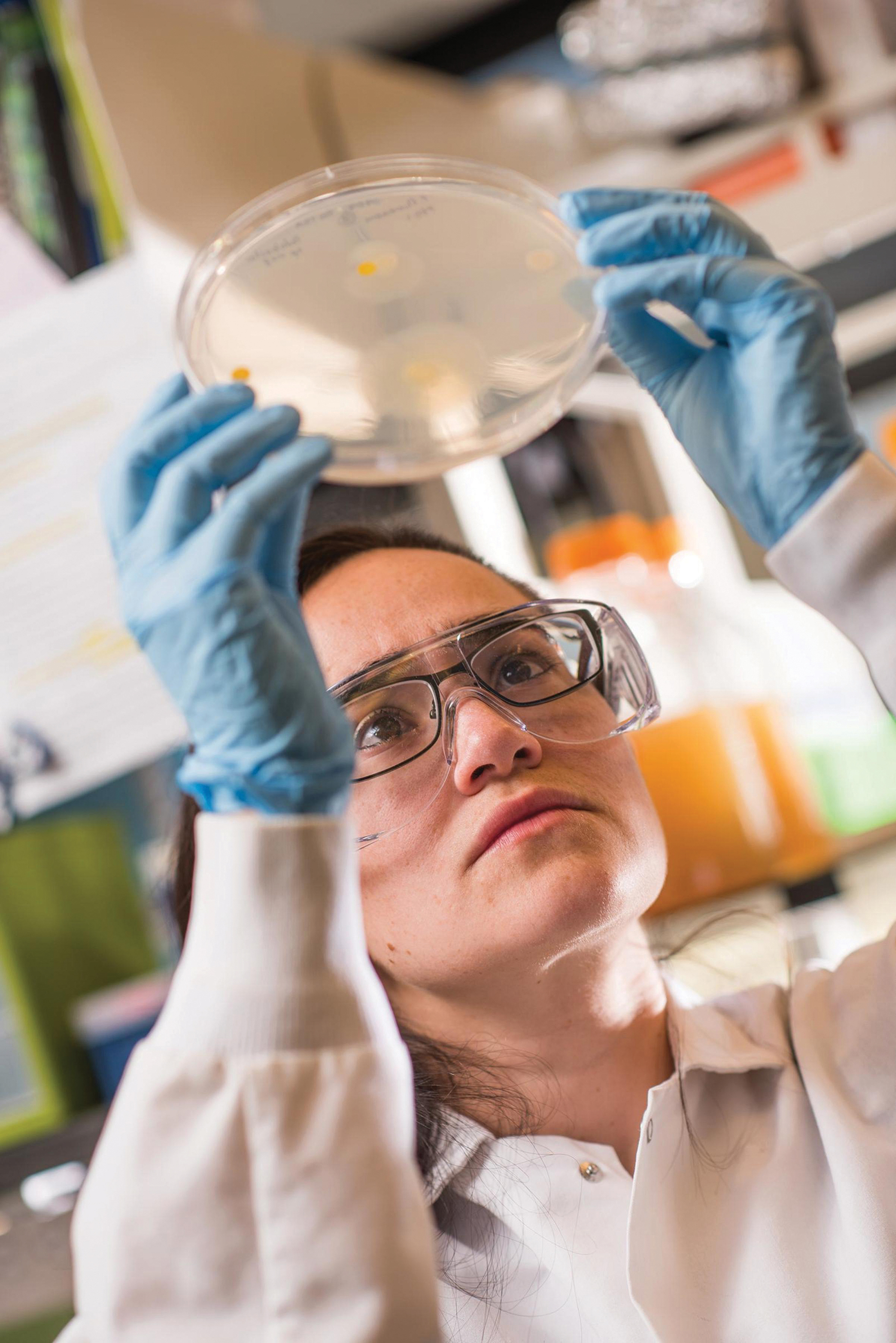 Student researcher examines petri dish