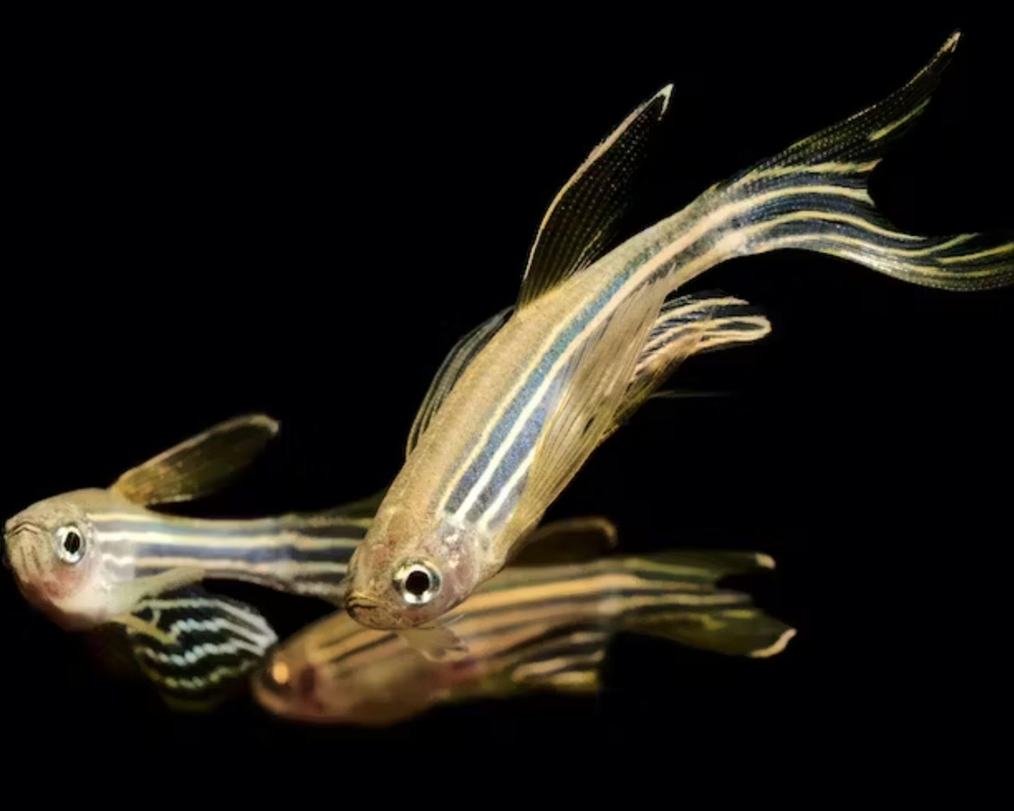 The melanocytes in zebrafish stripes share many similarities to those in people. Dan Olsen/iStock via Getty Images Plus