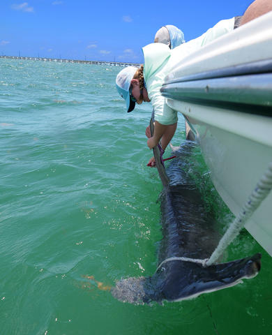 Grace Casselberry attaches a tag to a great hammerhead shark's dorsal fin in the Lower Florida Keys. Credit: Andy Danylchuk