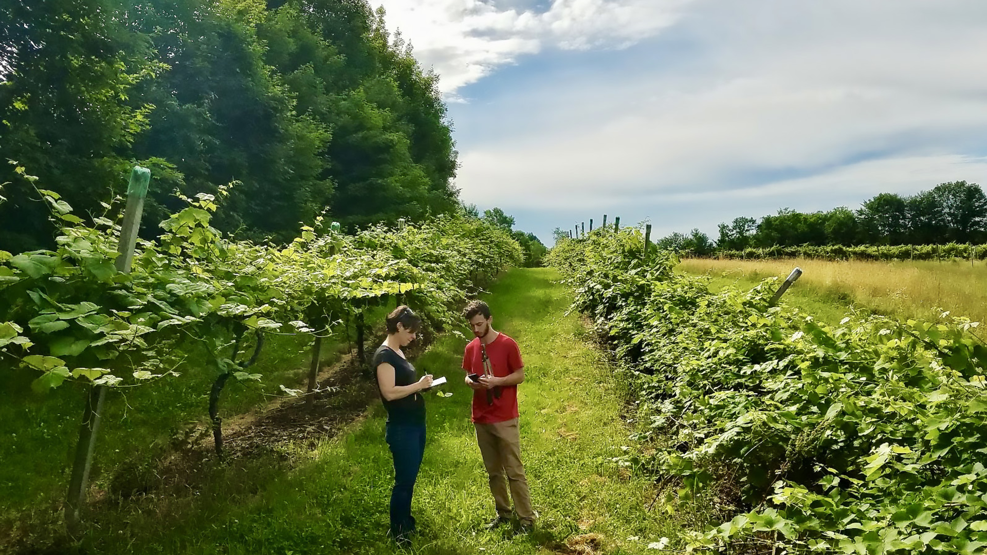 Co-authors Elsa Petit, from left, of UMass Amherst, and Dana Sebestyen, who received his master’s at UMass under Goodell, conducting research at the UMass Amherst Cold Spring Vineyard. 
