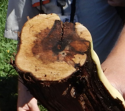 Trunk of a tree with Grapevine Trunk Diseases