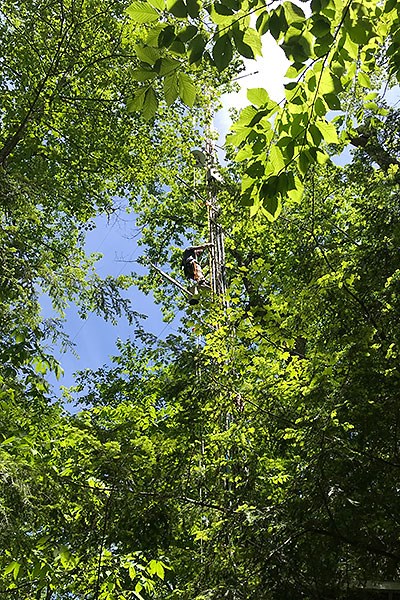 Professor Daniel Obrist climbing a tree in the Harvard Forest