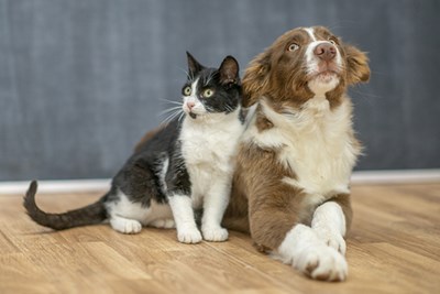 A black and white cat sits next to an Irish Spaniel dog