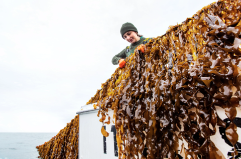 One of Atlantic Sea Farms’ partner farmers harvests kelp