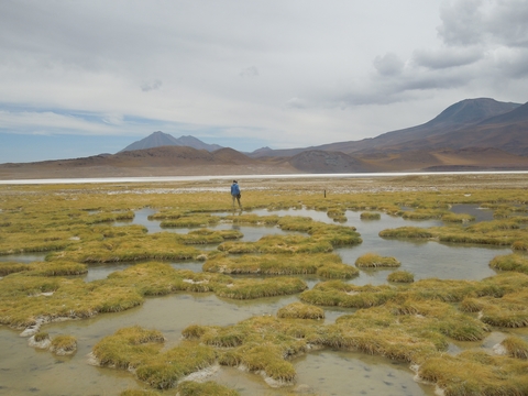 Lilly Corenthal, who received her M.S. with David Boutt from UMass Amherst in 2015, stands in a wetland near saline Laguna Tuyajto on the Andean Plateau east of Salar de Atacama.