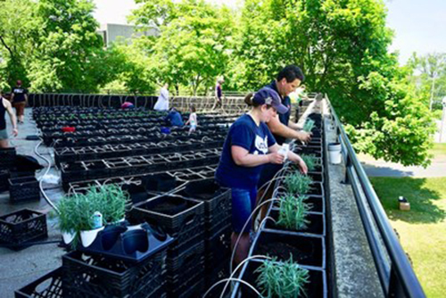 Mill City Grows Executive Director Jessica Wilson and UML Director of Sustainability Ruairi O'Mahony plant vegetation along the railing of the new rooftop garden at O'Leary Learning Commons on South Campus.