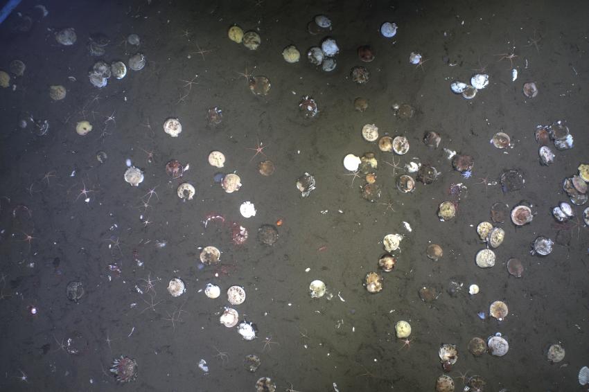 Patagonian scallops captured with Dr. Kevin Stokesbury's underwater video technology (Photo courtesy of K. Stokebsury.)