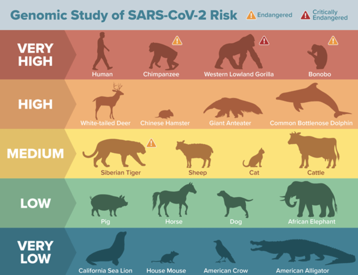 A new genomic study from UMass Medical School and UC Davis ranks the potential of the SARS-CoV-2 spike protein to bind to the ACE2 receptor site in 410 vertebrate animals. (Graphic: Matthew Verdolivo, UC Davis)