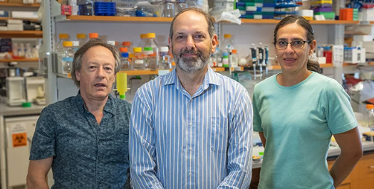 Lawrence Stern, PhD, (center) and members of his lab, Aniuska Becerra-Artiles (right) and J. Mauricio Calvo-Calle, PhD, (left)