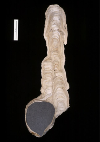 Cross section of one of the stalagmites that the team collected from Hoti cave, Oman. Credit Fleitmann et al.