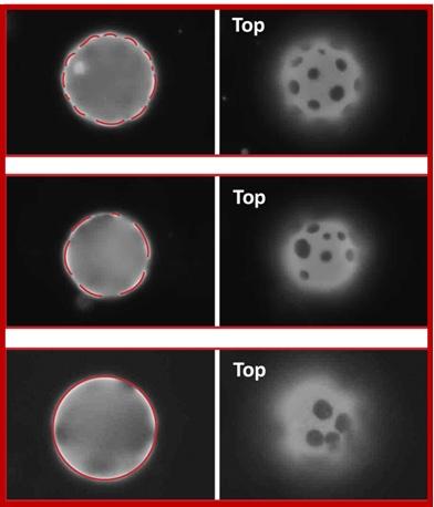 Arrangements of black plate-like domains that depend on membrane curvature. Credit: Weiyue Xin of Santore lab.