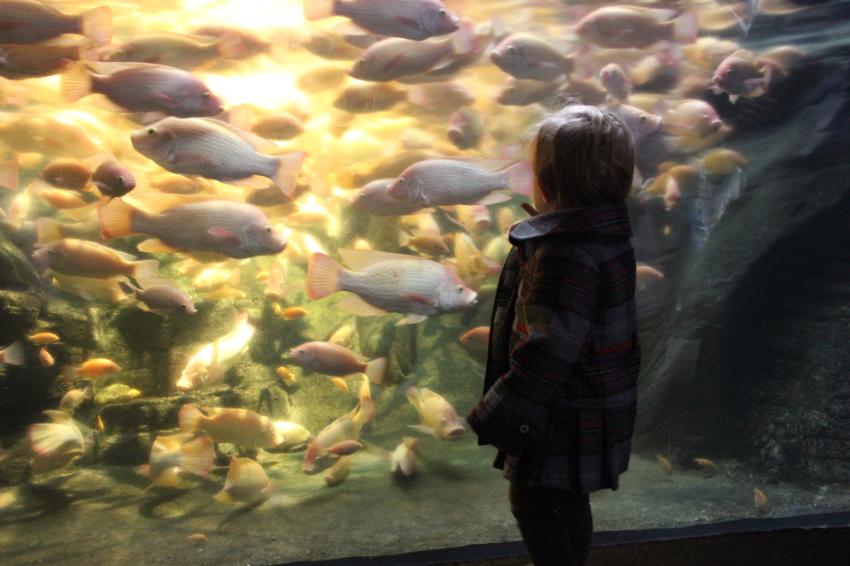 A child at an aquarium looks at fish. Photo courtesy of Pixabay.