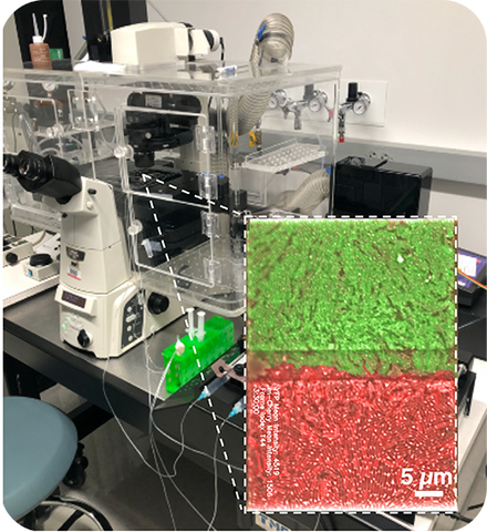 Microfluidic device containing an engineered bacterial consortia with programmed intercellular communication. Photo credit: Samuel Oliveira