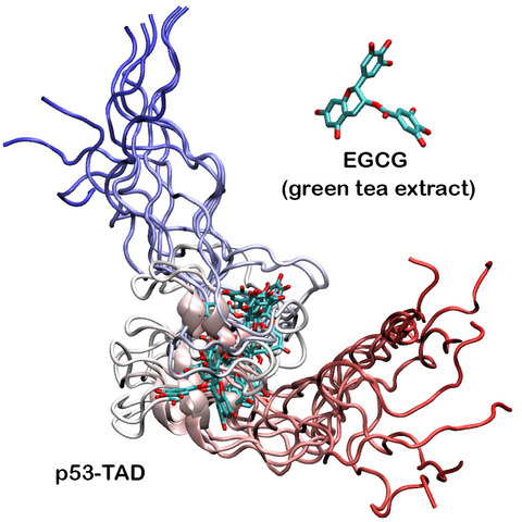 This illustration shows the dynamic interactions of anti-cancer drug EGCG with the transactivation domain (TAD) of tumor suppressor protein p53.  
