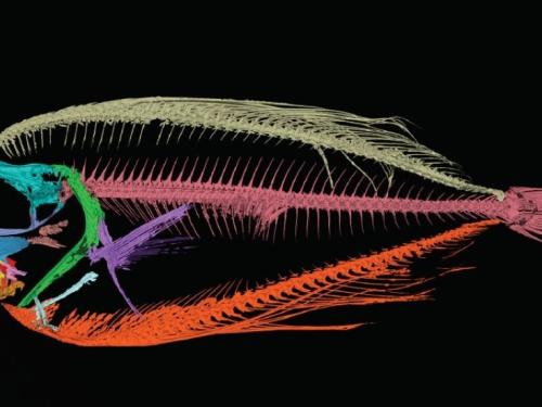 X ray image of a fish generated with data from the Bruker Skyscan 1276 uCT in the Animal Imaging facility at UMass Amherst