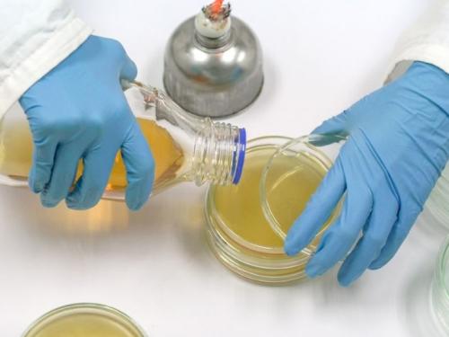 Two gloved hands hold a petri dish in one and a glass bottle in the other as the yellow liquid in the glass bottle is poured into the petri dish