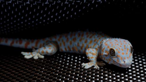 Gecko