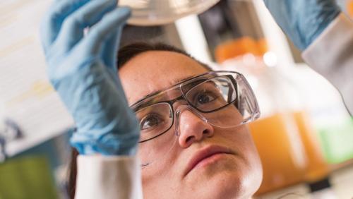 A researcher looks at a petri dish in a lab at UMass Dartmouth