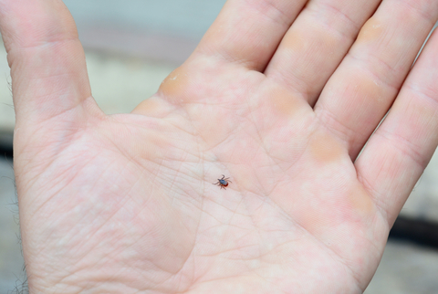 A tick lays in someone's hand